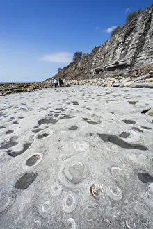 England, Dorset, Lyme Regis, Jurassic Coast, Rocks with Ammonite Patterns England, Dorset, Lyme Regis, Jurassic Coast, Rocks with Ammonite Patterns