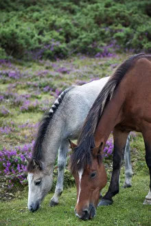 England, Hampshire, New Forest, Horses England, Hampshire, New Forest, Horses