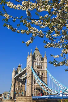 England, London, Tower Bridge and Cherry Blossom England, London, Tower Bridge and Cherry Blossom
