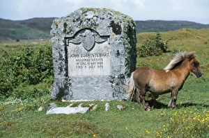 An Eriskay pony stands beside the memorial to John An Eriskay pony stands beside the memorial to John