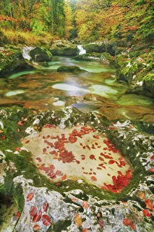 Erosion landscape in brook in beech forest in autumn colours - Slovenia, Gorenjska Erosion landscape in brook in beech forest in autumn colours - Slovenia, Gorenjska