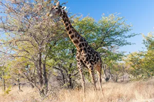 Etosha National Park, Namibia, Africa. Giraffe Etosha National Park, Namibia, Africa. Giraffe