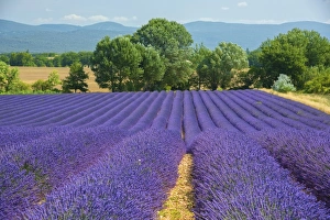 Europe, France, Provence, Gordes, Lavender fields Europe, France, Provence, Gordes, Lavender fields