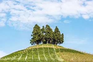 Europe, Italy, Piedmont. A hill in the Roero area Europe, Italy, Piedmont. A hill in the Roero area