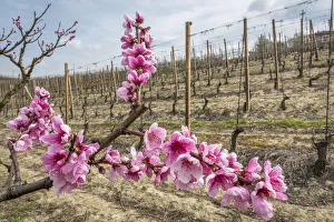 Europe, Italy, Piedmont. Springtime in the Langhe Europe, Italy, Piedmont. Springtime in the Langhe
