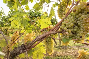 europe, Italy, Tuscany, Elba Island, grapes europe, Italy, Tuscany, Elba Island, grapes