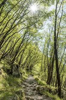 europe, Italy, Tuscany. A path in the Apuan mountains europe, Italy, Tuscany. A path in the Apuan mountains