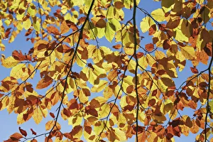 European beech in autumn colours - Slovenia, Gorenjska, Sava Bohinjska European beech in autumn colours - Slovenia, Gorenjska, Sava Bohinjska