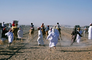 To the excited shouts and stick waving of their camel handlers To the excited shouts and stick waving of their camel handlers