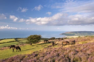 Somerset Collection: Exmoor Ponies graze on heather covered moorland on Porlock Common, Exmoor, Somerset