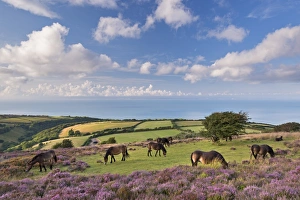 Exmoor Ponies grazing on heather covered moorland on Porlock Common, Exmoor, Somerset, England Exmoor Ponies grazing on heather covered moorland on Porlock Common, Exmoor, Somerset, England