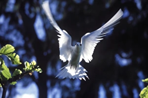 Fairy tern in flight (Gygis alba monte), Aride Island Fairy tern in flight (Gygis alba monte), Aride Island