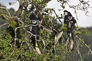Images Dated 21st November 2010: A family group of black and white Guereza Colobus monkeys in the forests of the Aberdare Mountains