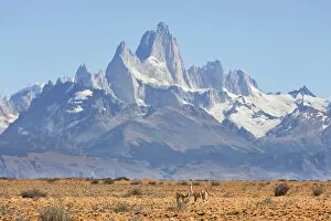 Cerro Gallery: A family of guanacos with the Mount Fitz Roy in the background