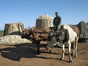 Images Dated 5th June 2006: A farmer and his ox cart with a bountiful harvest of maize in the background
