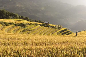 A farmer walks towards a stilt hut surrounded by rice terraces at harvest time, Mu A farmer walks towards a stilt hut surrounded by rice terraces at harvest time, Mu