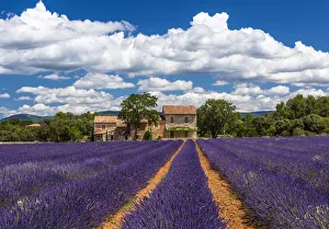 Farmhouse and lavender in Vaucluse, Provence, France Farmhouse and lavender in Vaucluse, Provence, France