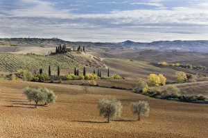 A farmhouse surrounded by olive trees, cypress trees and ploughed fields in the autumn A farmhouse surrounded by olive trees, cypress trees and ploughed fields in the autumn