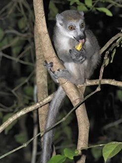 Images Dated 6th January 2006: A female crowned lemur (Eulemur coronatus) in the 18