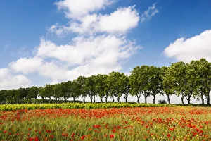 A field of poppies, Languedoc-Roussillon, France A field of poppies, Languedoc-Roussillon, France