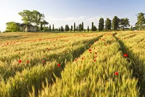 Images Dated 25th May 2014: Field of poppies and old abandoned farmhouse, Tuscany, Italy