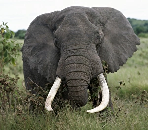 A fine bull elephant, Ngorongoro Crater A fine bull elephant, Ngorongoro Crater