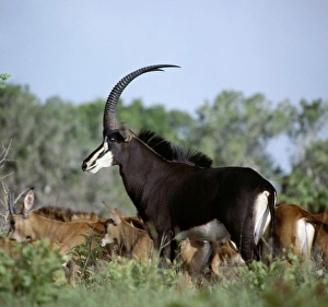A fine bull sable antelope with chesnut-brown females A fine bull sable antelope with chesnut-brown females