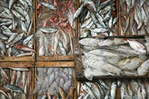 Fish market, Commercial Port, Agadir, Atlantic Coast, Morocco Fish market, Commercial Port, Agadir, Atlantic Coast, Morocco