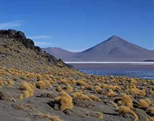 Flamingos feed on the algae-rich waters of Laguna Colorada Flamingos feed on the algae-rich waters of Laguna Colorada