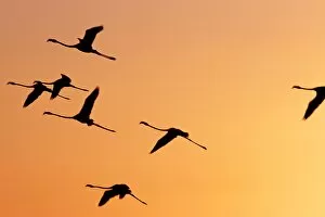 Lake Turkana National Parks Collection: Flamingos fly over Lake Turkana at sunset