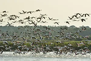 Flamingos (Phoenicopterus roseus) in the marshes of the Sado Estuary Nature Reserve Flamingos (Phoenicopterus roseus) in the marshes of the Sado Estuary Nature Reserve