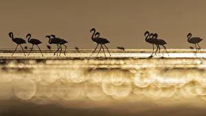 A flock of flamingos in Lake Natron at sunrise, Tanzania A flock of flamingos in Lake Natron at sunrise, Tanzania