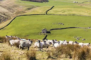 A flock of sheep and barn near Arncliffe, Yorkshire Dales National Park, North Yorkshire A flock of sheep and barn near Arncliffe, Yorkshire Dales National Park, North Yorkshire