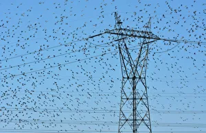 Flocks of thousands of Black-tailed Godwits (Limosa limosa) near the Tagus River Nature Flocks of thousands of Black-tailed Godwits (Limosa limosa) near the Tagus River Nature