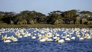 Kenya Lake System in the Great Rift Valley Gallery: A flotilla of Great White Pelicans