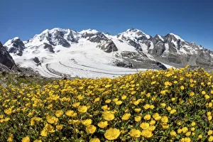 Flowers in front of the Bernina gruppe, Palu peak, Bellavista peak, Bernina peak Flowers in front of the Bernina gruppe, Palu peak, Bellavista peak, Bernina peak