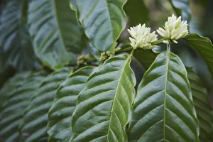 Cash Crop Gallery: Flowers on coffee tree, Kalitakir Plantation, Kalibaru, Java, Indonesia