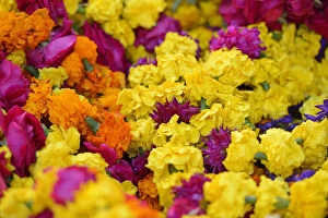 Images Dated 4th June 2013: flowers in a market in Pushkar, India, Asia