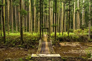 Foot Bridge in Pine Forest, Wakayama, Japan Foot Bridge in Pine Forest, Wakayama, Japan