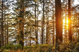 Images Dated 6th December 2012: Forest at Cape Alava, Olympic National Park, Clallam County, Washington, USA