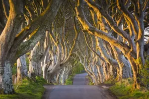 Print of The Dark Hedges, Stranocum, Northern Ireland
