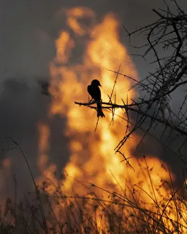 Fork Tailed Drongo and bushfire, Okavango Delta, Botswana Fork Tailed Drongo and bushfire, Okavango Delta, Botswana