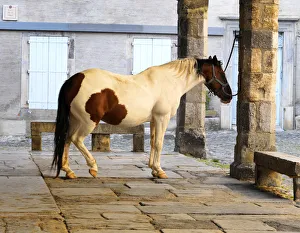 France, Languedoc, Lagrasse, Horse in covered market France, Languedoc, Lagrasse, Horse in covered market