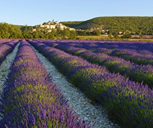France, Provence, Banon, lavender to foreground France, Provence, Banon, lavender to foreground