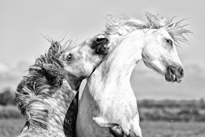 France, Provence, Camargue, Two male horses sparring France, Provence, Camargue, Two male horses sparring