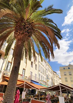 France, Provence, Nimes, Palm tree in town square France, Provence, Nimes, Palm tree in town square
