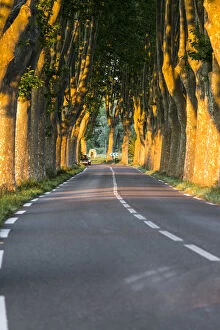 Plane Tree Gallery: France, Provence, Vaucluse. Typical tree lined road at sunset