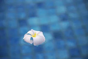 Frangipani flower in pool, Ubud, Bali, Indonesia Frangipani flower in pool, Ubud, Bali, Indonesia
