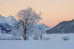 Frozen trees at sunrise in a winter swiss landscape, Saint Moritz, Engadina, Switzerland Frozen trees at sunrise in a winter swiss landscape, Saint Moritz, Engadina, Switzerland