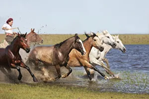 A gaucho drives a herd of horses through a lagoon of the Estancia Buena Vista, Esquina, Corrientes, Argentina A gaucho drives a herd of horses through a lagoon of the Estancia Buena Vista, Esquina, Corrientes, Argentina